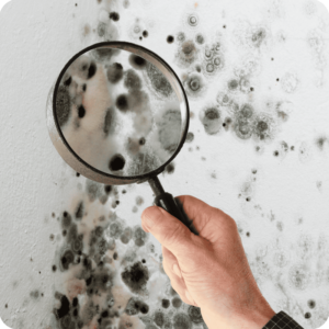 How Black Mold Affects The Brain