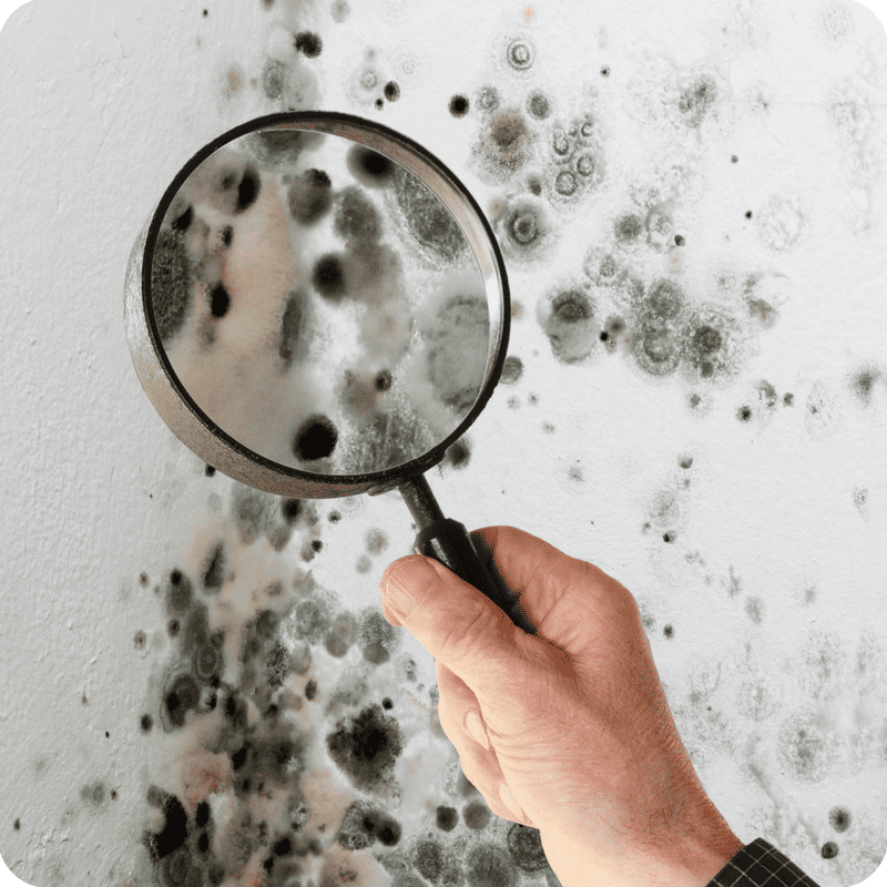 How Can Black Mold Affect Your Body