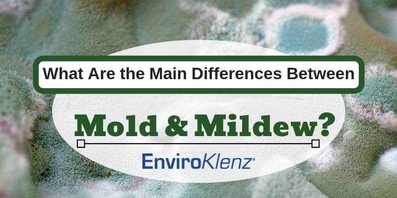 Main Differences Between Mold & Mildew | Enviroklenz