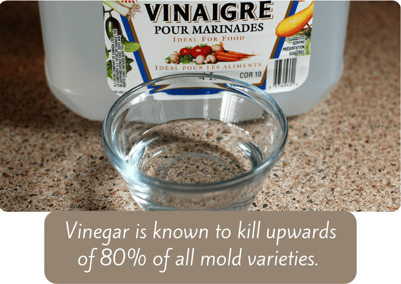 How To Safely Remove Mold And Mildew From Clothes EnviroKlenz