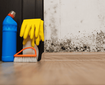 How to Get Rid of Black Mold in House