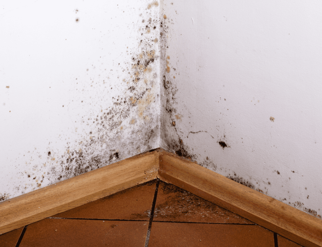 How to Find Hidden Mold in Your House