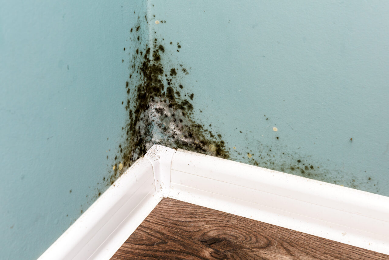 3 Signs of Black Fungus (Toxic Black Mold) in Your Home EnviroKlenz