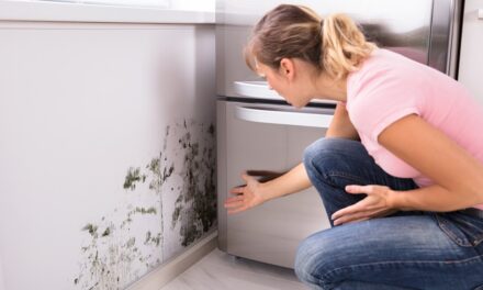 What Does Mold Smell Like in Walls – How to Know EnviroKlenz